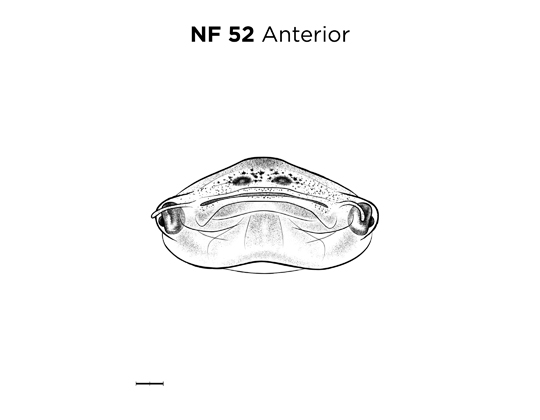 File:MM thumb-FNZ-Xenopus-NF52-Anterior.jpg