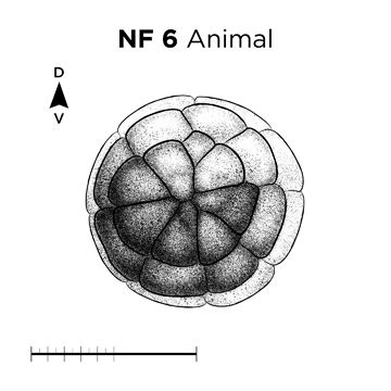 File:MM thumb-FNZ-Xenopus-NF6-Animal.jpg
