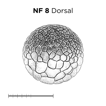 File:MM thumb-FNZ-Xenopus-NF8-Dorsal.jpg