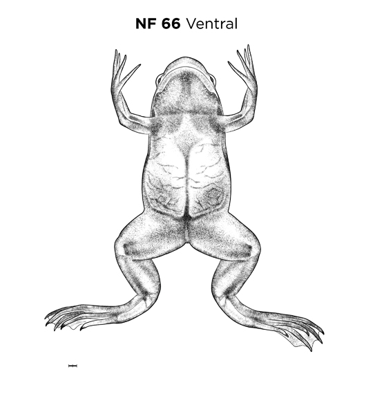 File:MM thumb-FNZ-Xenopus-NF66-Ventral.jpg