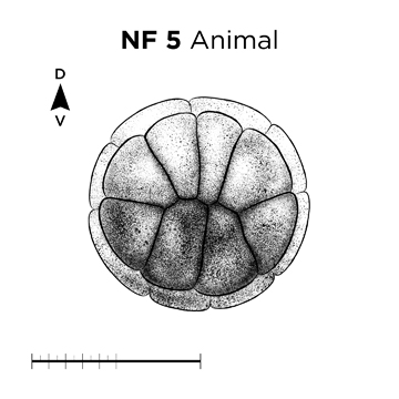 File:MM thumb-FNZ-Xenopus-NF5-Animal.jpg