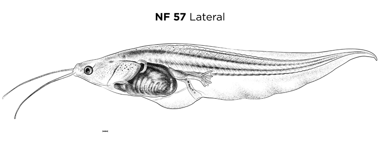 File:MM thumb-FNZ-Xenopus-NF57-Lateral.jpg