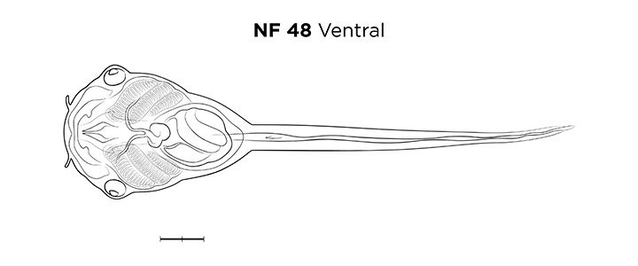 File:MM thumb-FNZ-Xenopus-NF48-Ventral-LINE.jpg