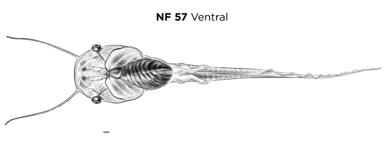 File:MM thumb-FNZ-Xenopus-NF57-Ventral.jpg