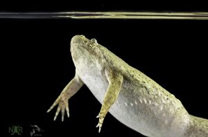 Xenopus tropicalis (Nigerian NXR_1018) at NXR. Copyright Xenbase 2025.