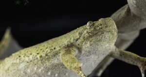 Adult Xenopus tropicslis at NXR