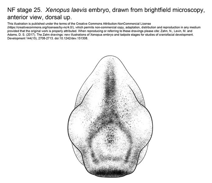File:MM Xenhead-Stage25-ANT.jpg