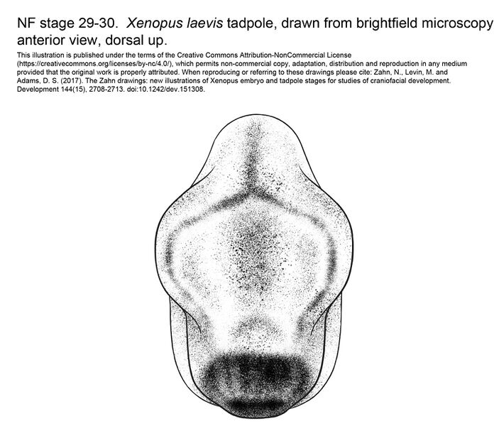 File:MM Xenhead-Stage29-30-ANT.jpg
