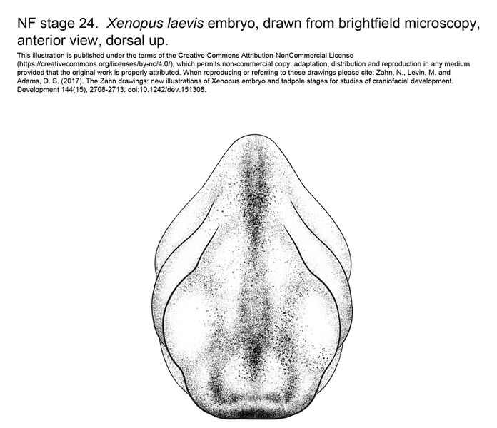 File:MM Xenhead-Stage24-ANT.jpg