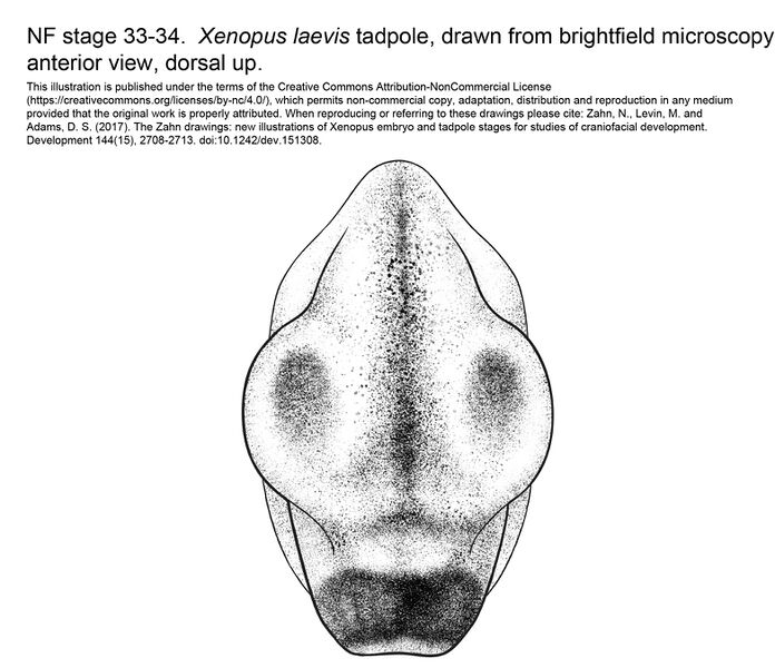 File:MM Xenhead-Stage33-34-ANT.jpg