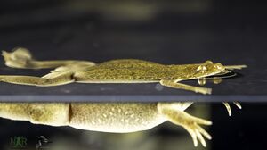 Xenopus tropicalis (Nigerian NXR_1018), image copyright Xenbase 2025