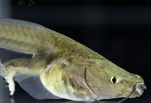 Xenopus tropicalis hey1 mutant tadpole at NXR. Image copyright 2025 Xenbase