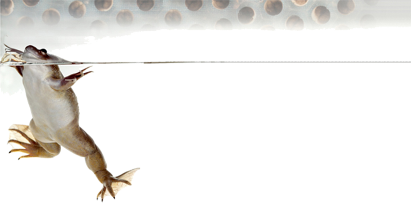 File:MM xenopus banner.png