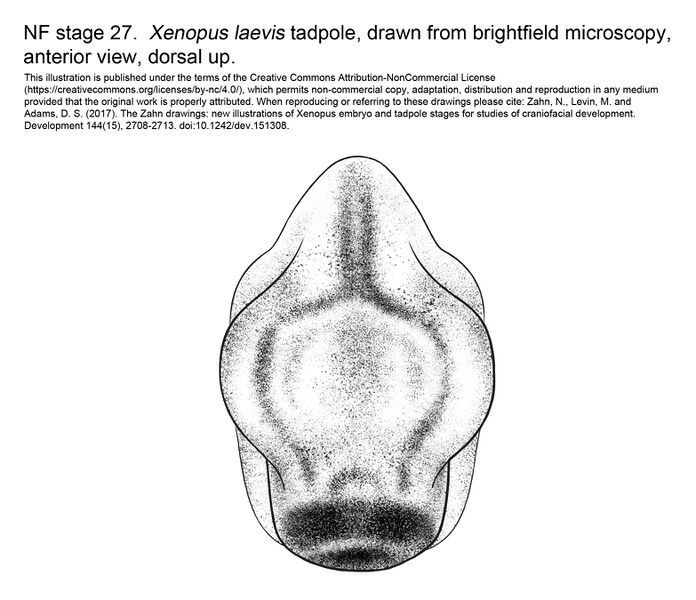 File:MM Xenhead-Stage27-ANT.jpg