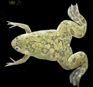 Adult Xenopus laevis clawed frog