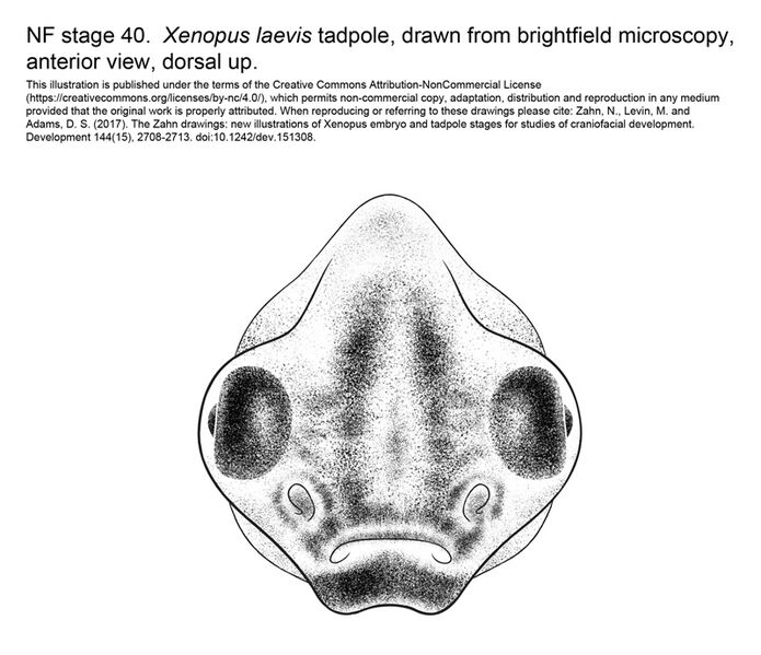File:MM Xenhead-Stage40-ANT-med.jpg