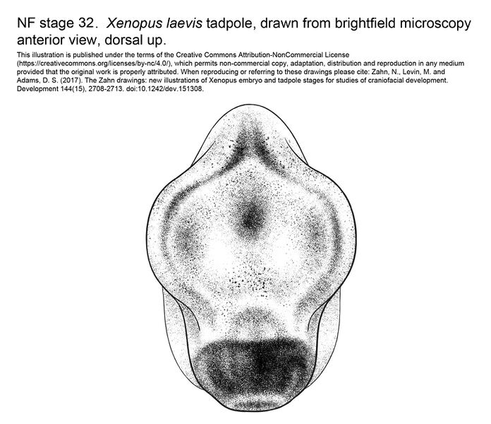 File:MM Xenhead-Stage32-ANT.jpg