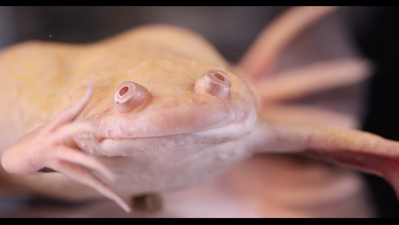 File:Adult xenopus laevis 01 albino.png