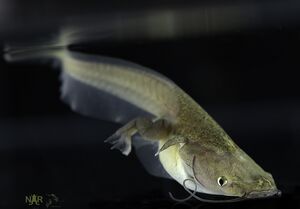 Xenopus tropicalis hey1 mutant tadpole at NXR. Image copyright 2025 Xenbase