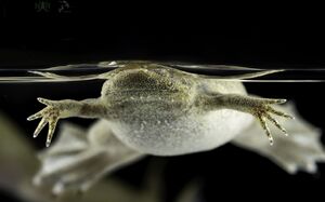 Adult Xenopus tropicalis at NXR, wild type. Copyright Xenbase 2025