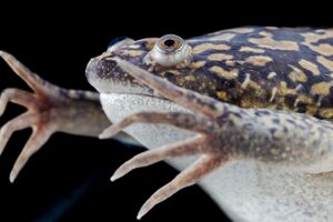 Adult Xenopus laevis, brainbow transgenic at NXR